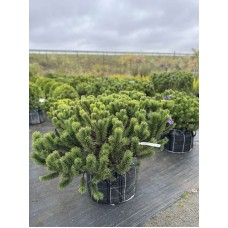 Сосна гірська Мугус 100-120 см